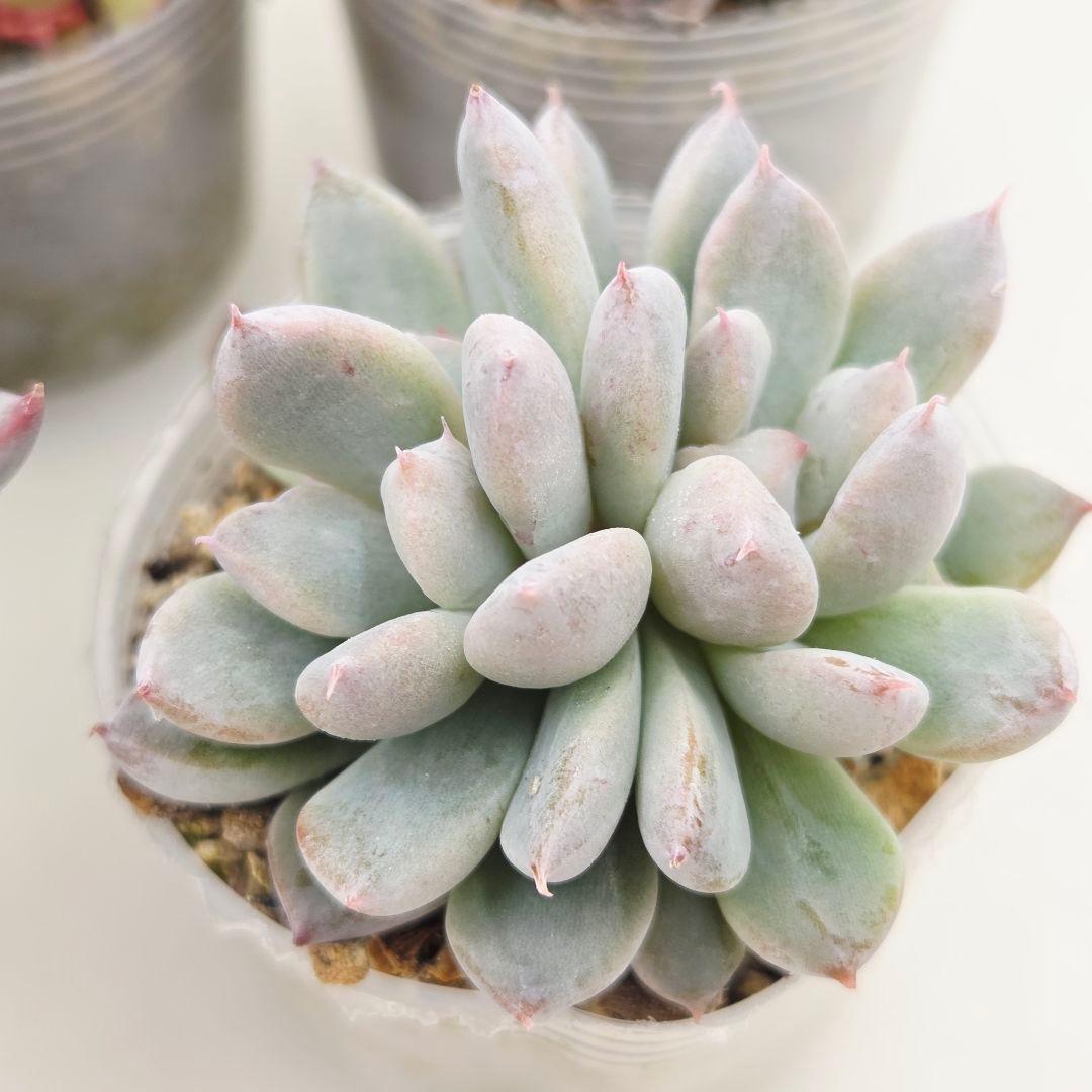 か*え様 ㊲大きめ苗! 桜鬼❣️ちょこん❣️華切子❣️おらいさん発根済 6苗 メ