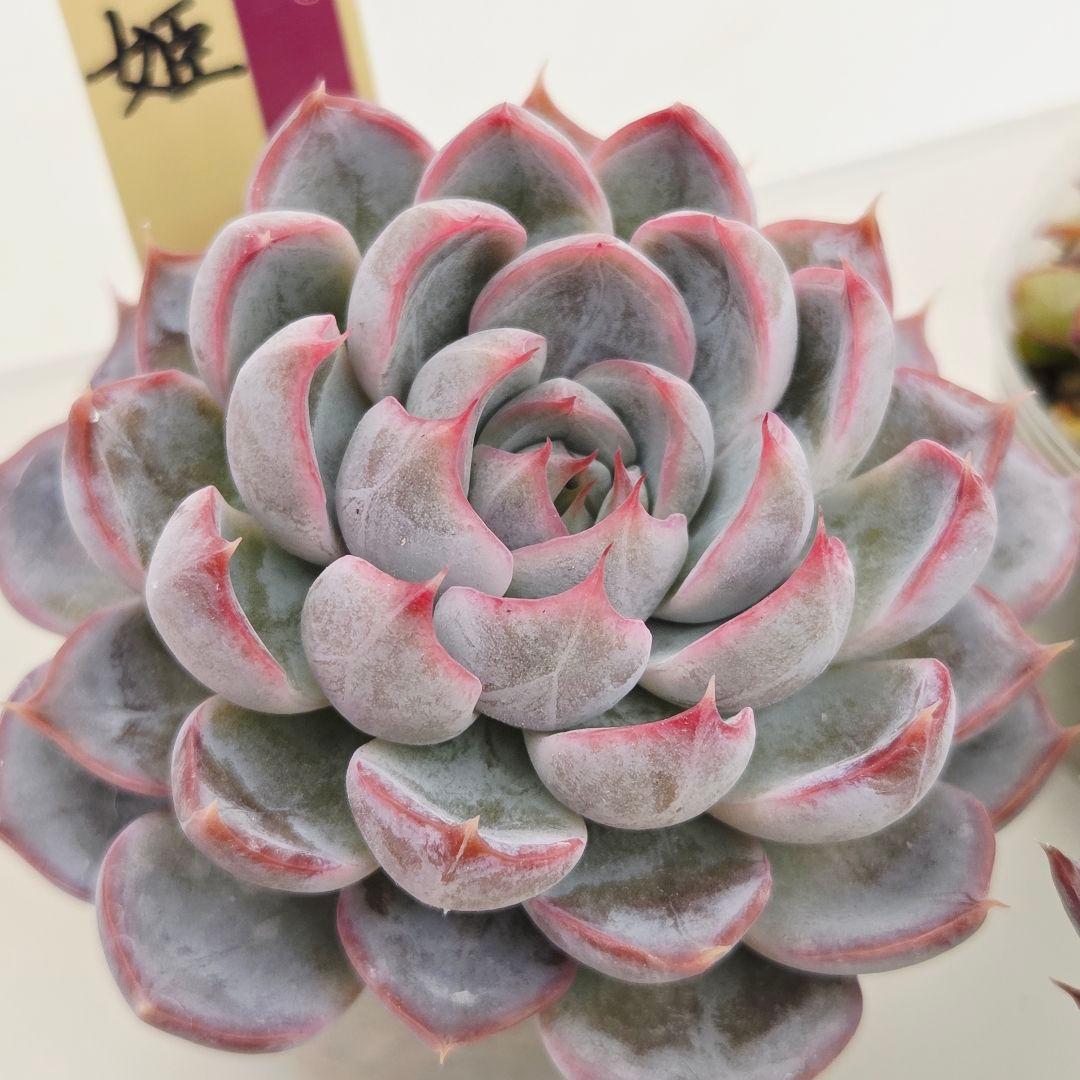 か*え様 ㊲大きめ苗! 桜鬼❣️ちょこん❣️華切子❣️おらいさん発根済 6苗 メ