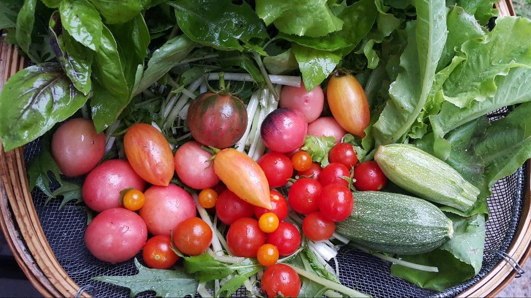 巨大ケールの種(固定種 Thousand Head Kale)