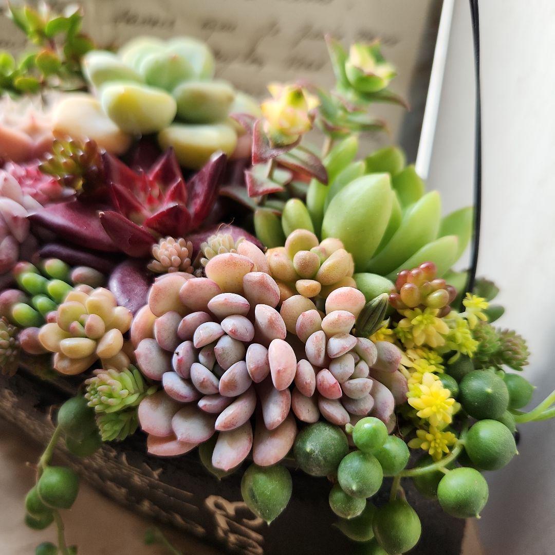 多肉植物寄せ植え そのまま飾れる リメイク缶バック♡ - メルカリ