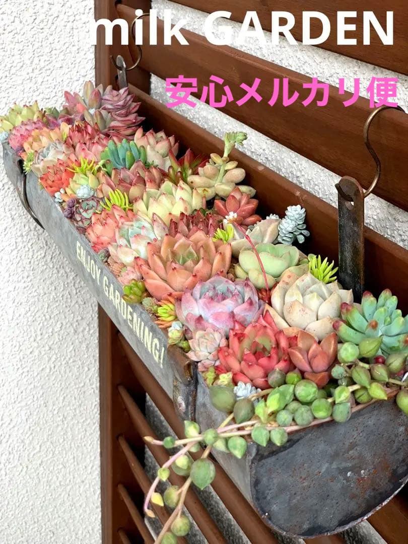 豪華❣️そのまま飾れる寄せ植え❣️オーダー品＊ yoseueaki2025.jpg