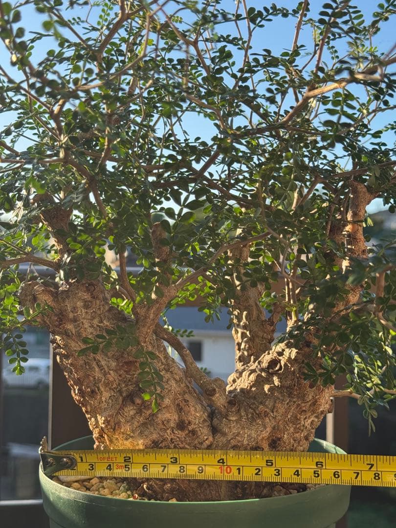 ココスヤシシルバーリーフ【極太】葉先 200cm幹回り115cm 幹高40cm