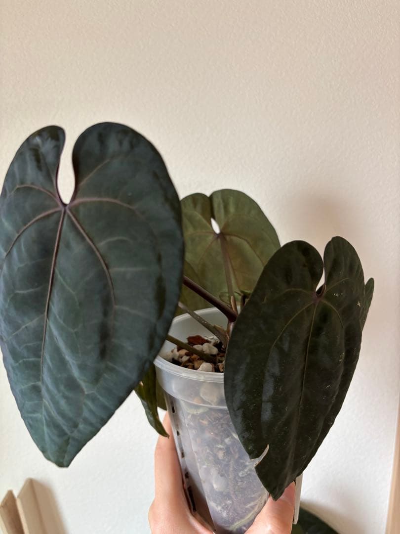 AnthuriumAOSアンスリウムエースオブスペード③ ♠️Anthurium 'Ace of Spades' ♠️ ______【Dark form】______ acu's