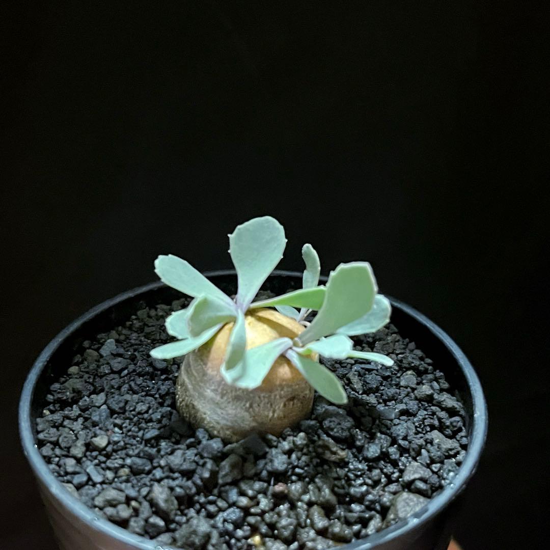 サルコカウロンペニクリナム ユーフォルビオイデス カカリオイデス セット