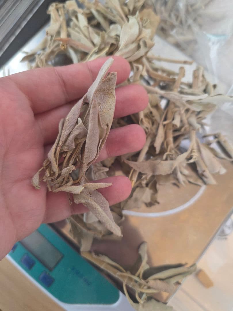 激安価格☆無農薬アウトレットホワイトセージ1KG箱入りお香浄化業務用