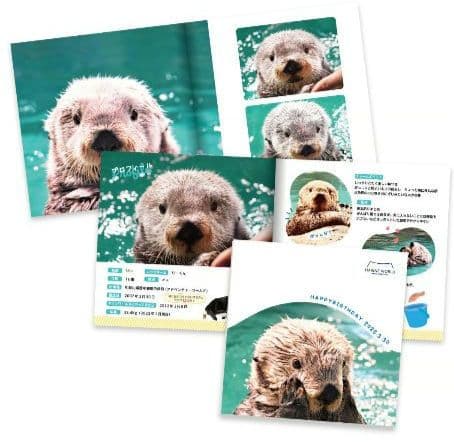 マリンワールド海の中道 ラッコ リロ オリジナルフォトブック - メルカリ