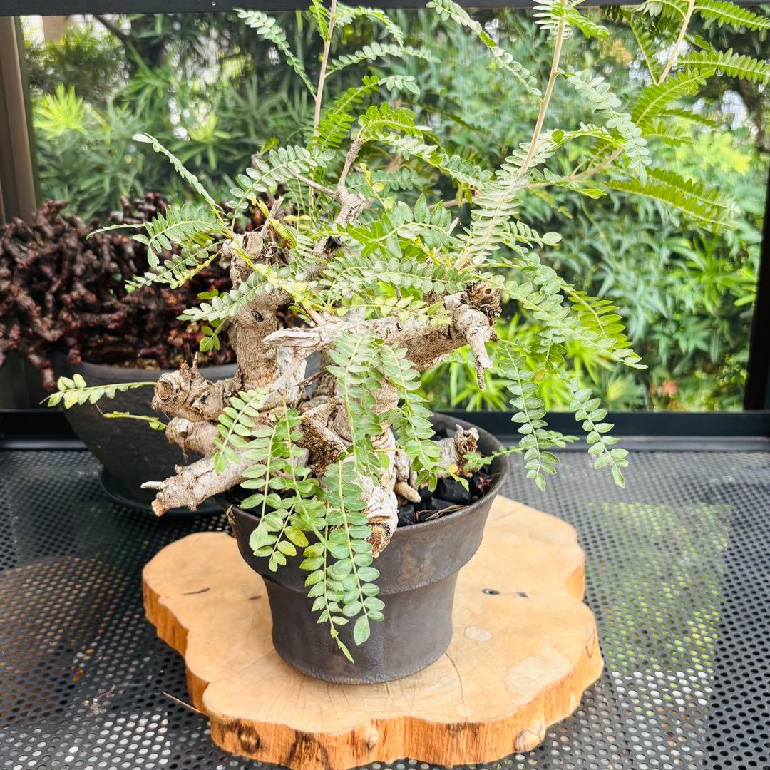 長期管理株 低重心 大株 ボスウェリア ネグレクタ 現地球 船串篤司 灌木