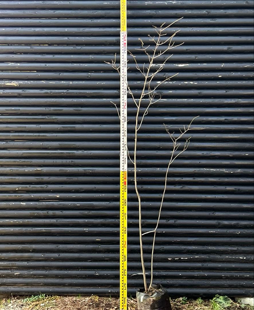 山採り天然 ツリバナ 2本株立ち 13 - メルカリ