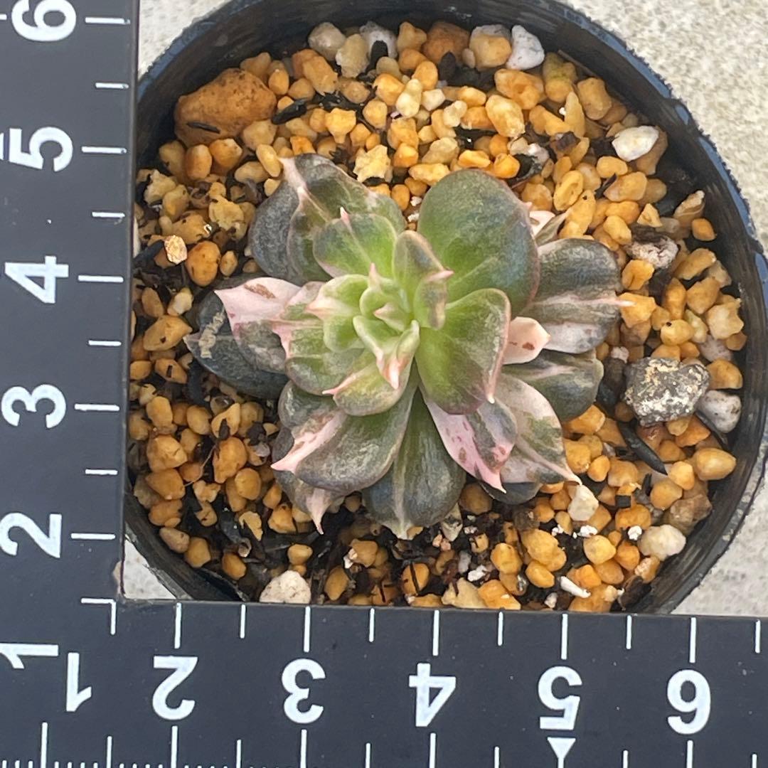 専用！ 高級品種 稀少 インドネシア多肉 プリンス錦3点セット 速達代付