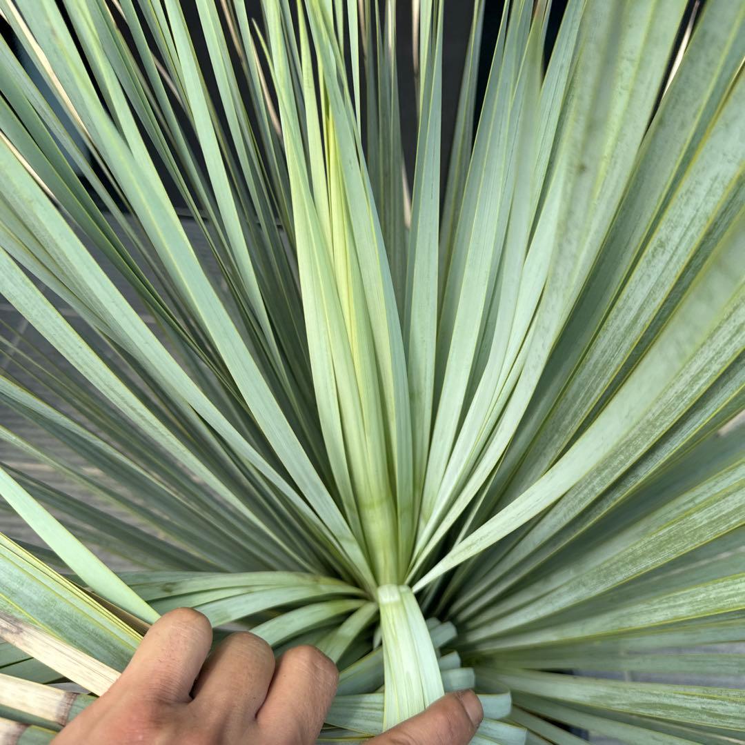 ロストラータ・ブルーサンダー 発根済み 抜き苗