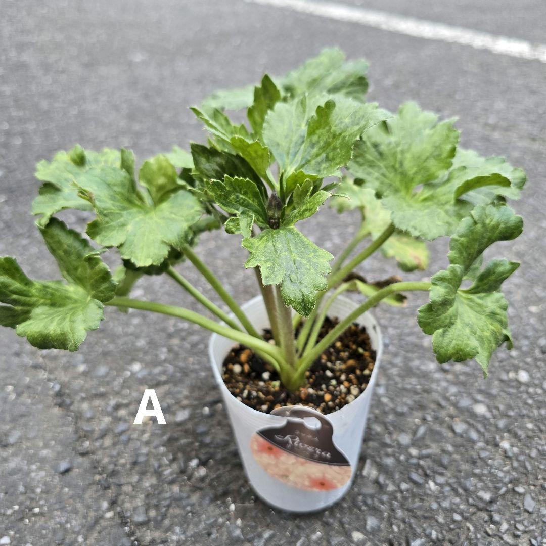 ラナンキュラス ラックス リーベラ - メルカリ