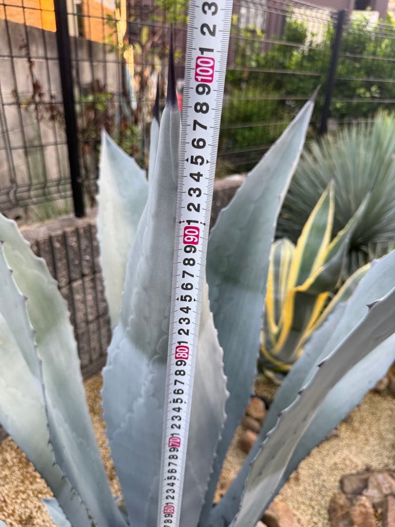 【大型株】ウィンテリアーナ