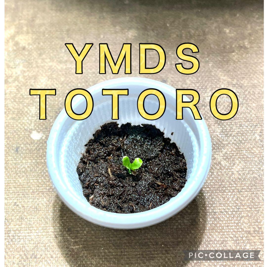 willinckii YMDS totoro - メルカリ