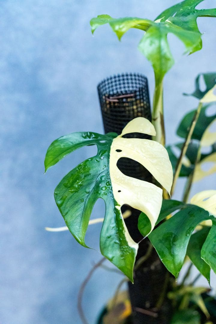 ラフィドフォラ テトラスペルマ パラゴン N【斑入り モンステラ 姫