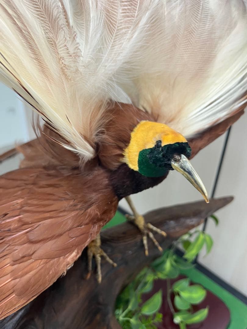 淡*雪様 鳥の標本 極楽鳥 インドネシア 剥製 - メルカリ