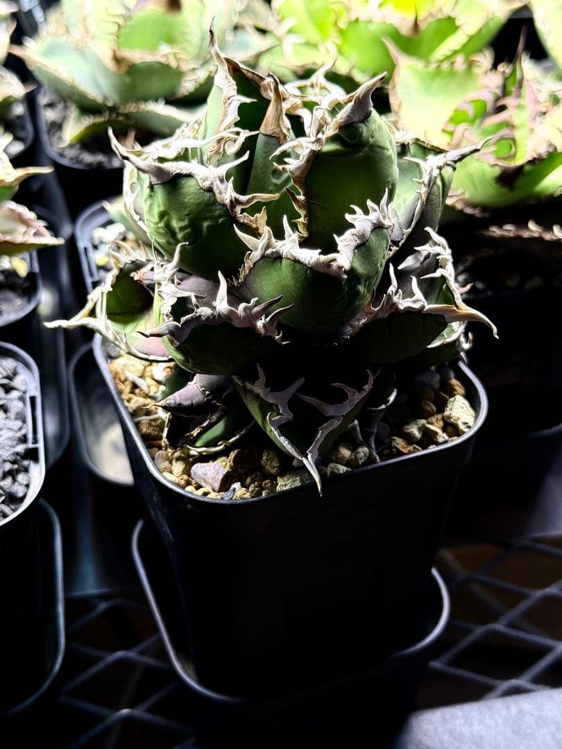 アガベ チタノタ CJスペシャル子株 包心龍タイプ - メルカリ