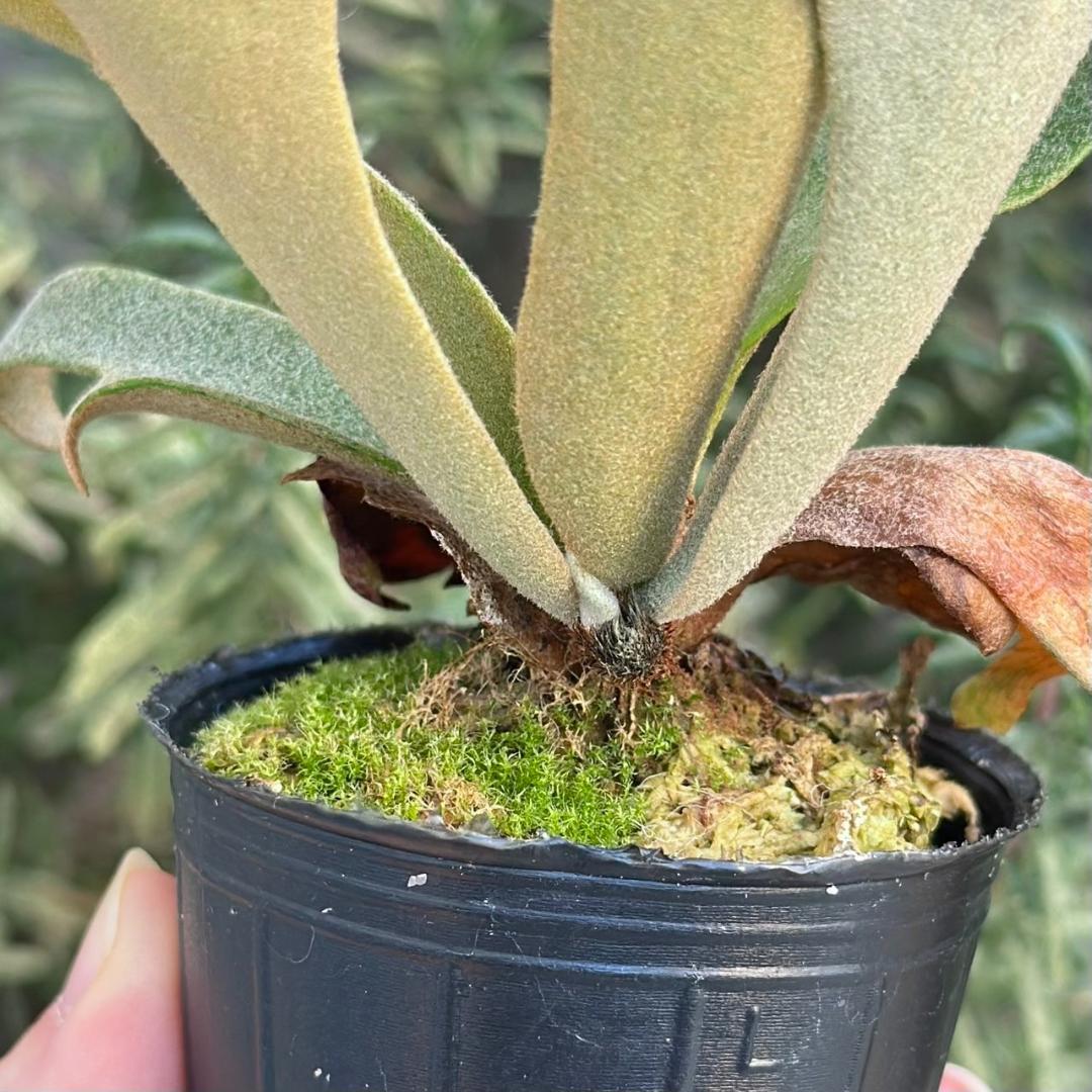 P. willinckii 'Jenny' TC 3414 - メルカリ