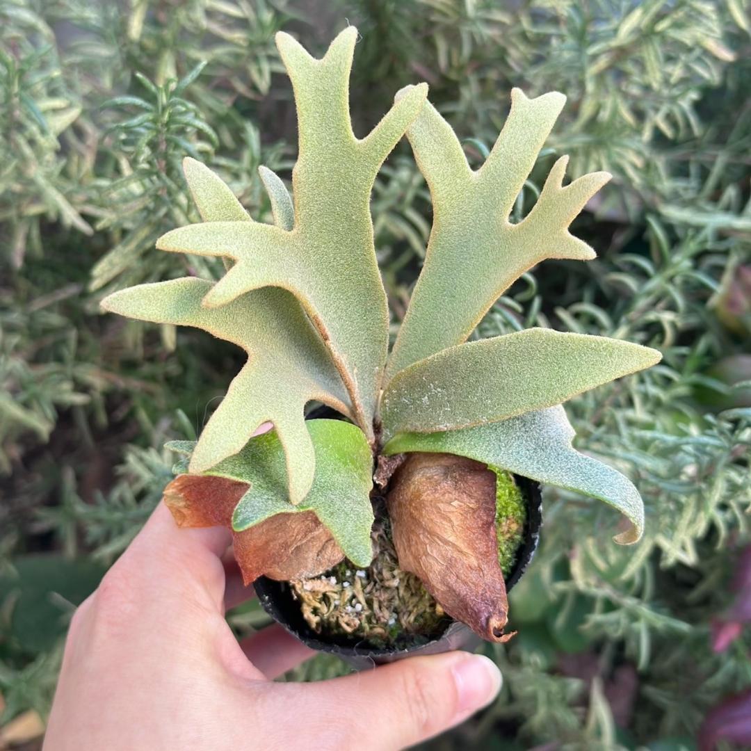 P. willinckii 'Jenny' TC 3414 - メルカリ