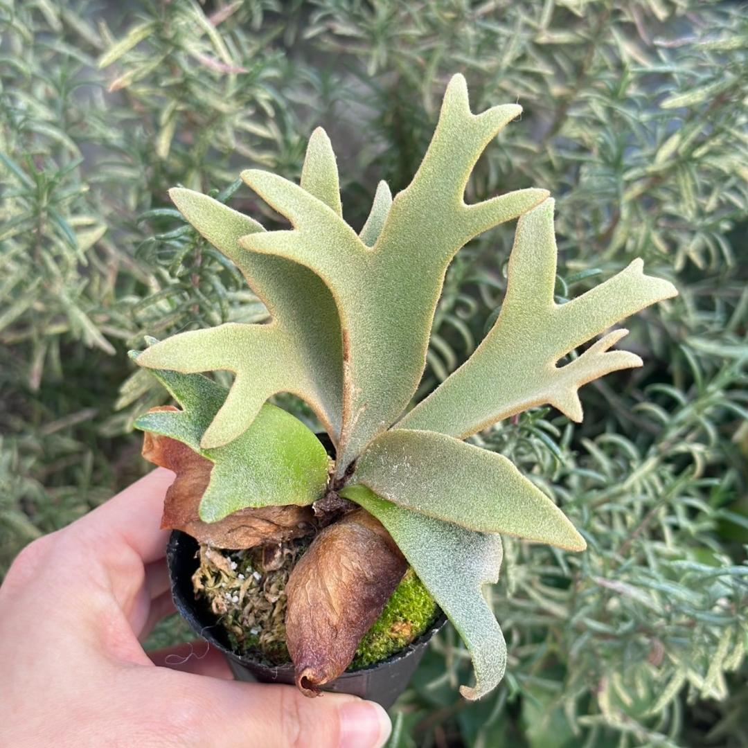 P. willinckii 'Jenny' TC 3414 - メルカリ