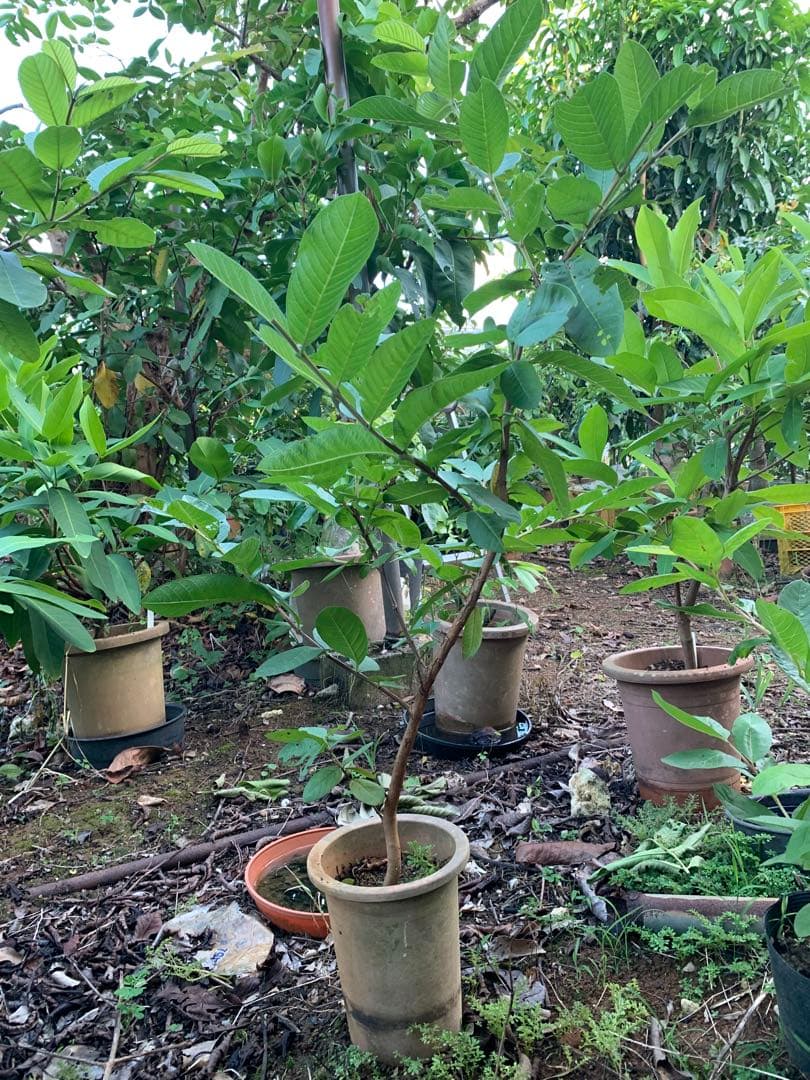 大苗！台湾グアバ取木苗木 改良品種 番石榴 芭 バンシル - 果樹公式 ストア