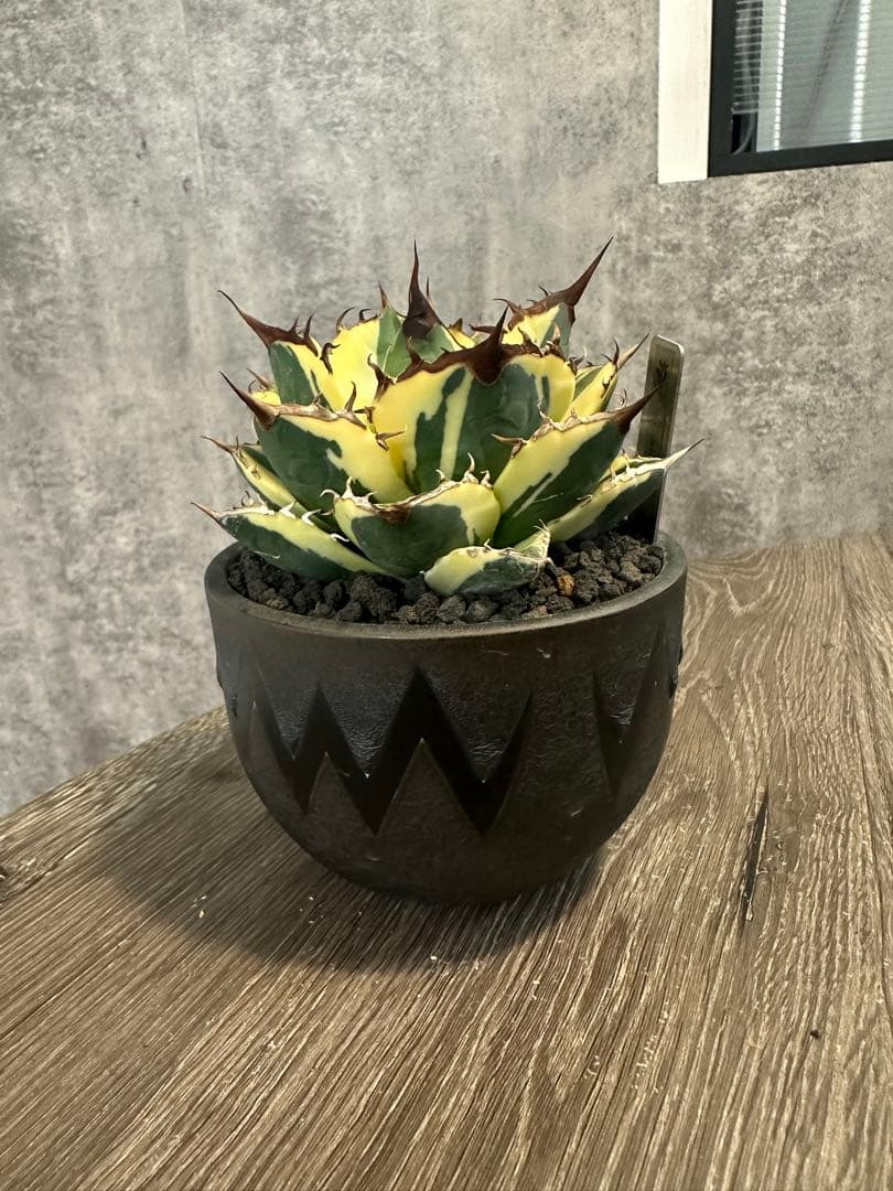 アガベ スナグルトゥース valiem | 激安通販のイーサプライ