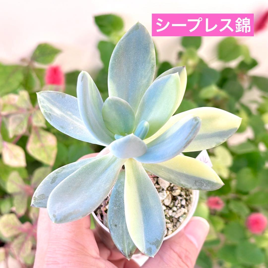 サービス品@980〜】バンプ ラズベリーアイス