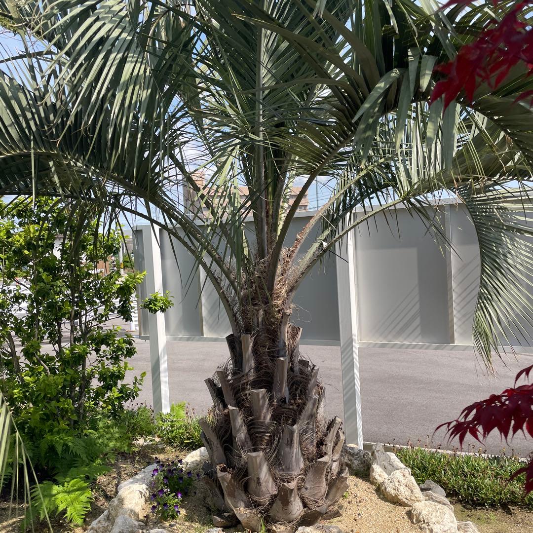 ココスヤシ 2.5m