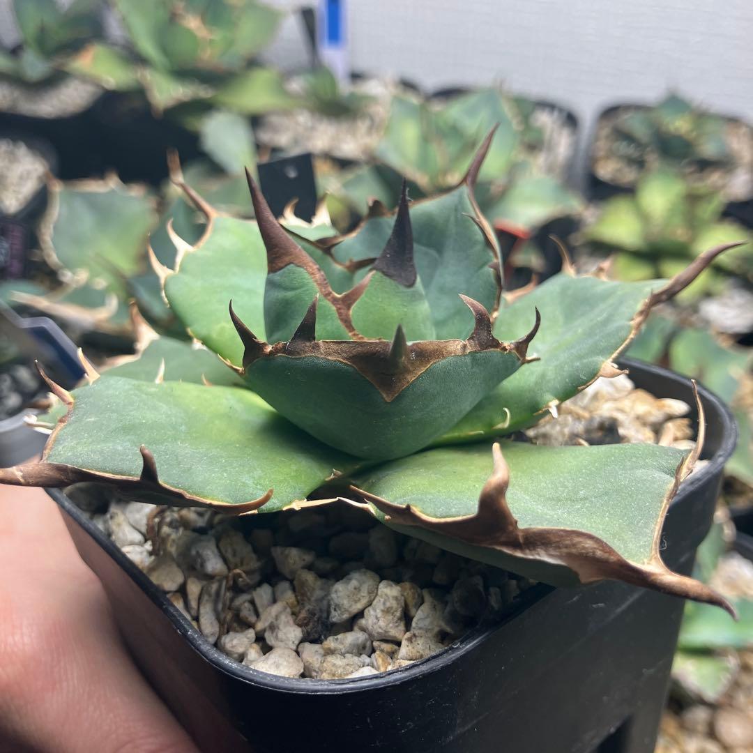 オアハカ　ウリエル実生 アガベ ウリエル実生 オアハカオテロイ 選抜個体① | アガベ専門店