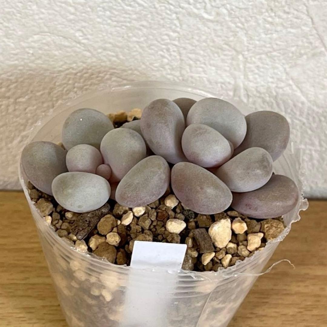 多肉植物 ビジュー (カット苗です)パクさん