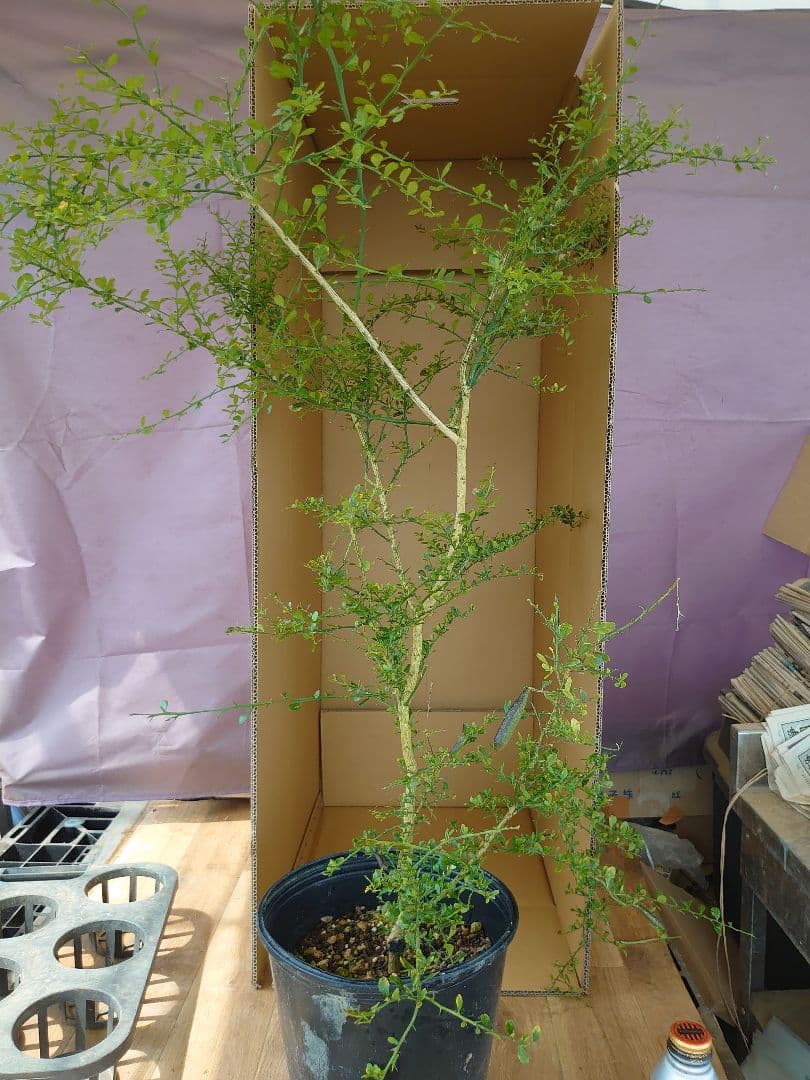 ☆　みみみさま専用　フィンガーライム苗木セット　☆ フィンガーライム グリーン【果樹苗 5年生 接木苗 24cmポット／1個