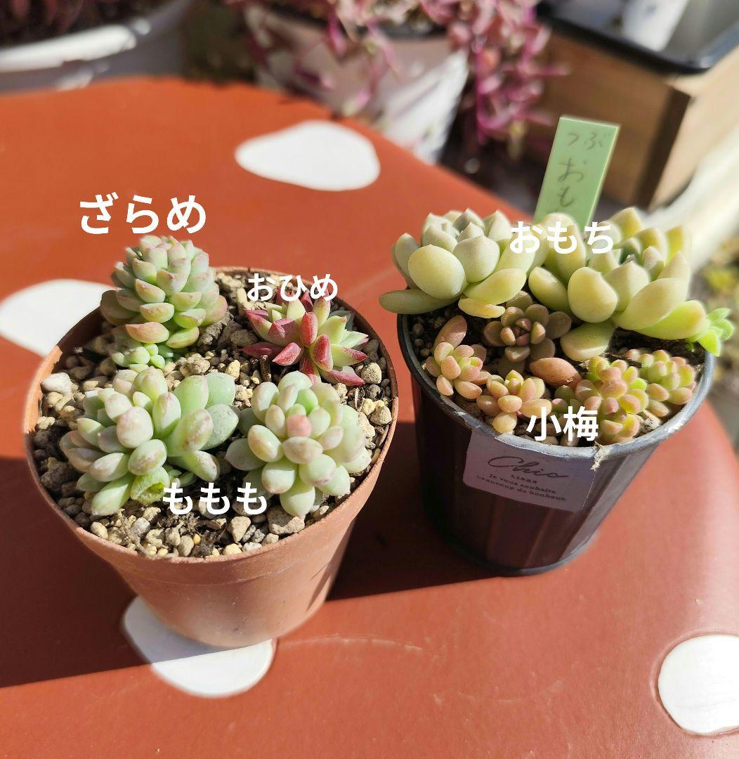 つぶつぶ屋さん多肉セット 5種類セット - メルカリ
