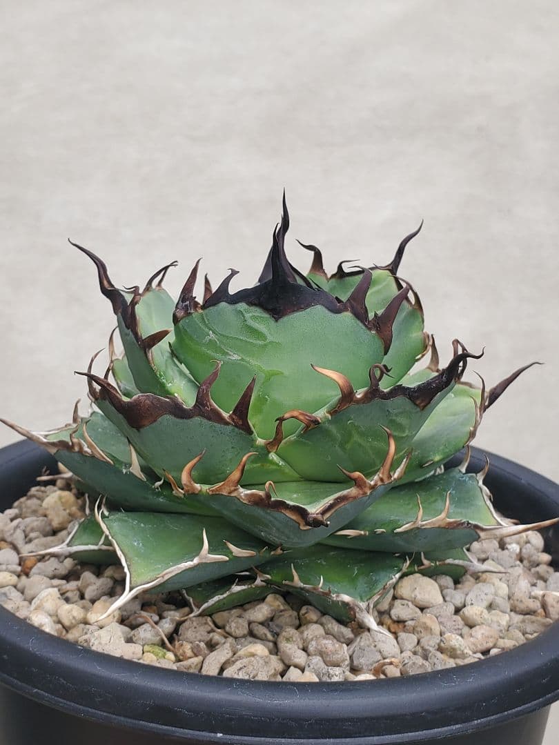 アガベ チタノタ ハデス cj1 親株 L108707559 - 植物/観葉植物新 発売