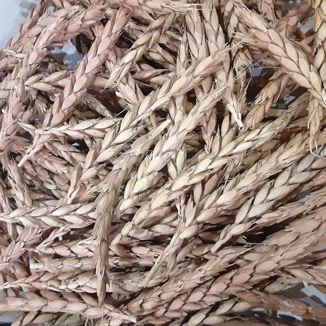 ドライフラワー素材❕スペルト小麦25本(^.^)自然栽培.:*:・'°☆