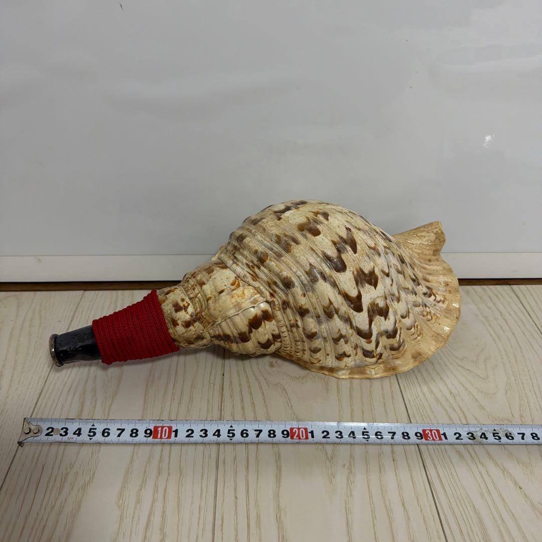 法螺貝 ほら貝 36.5cm‼️