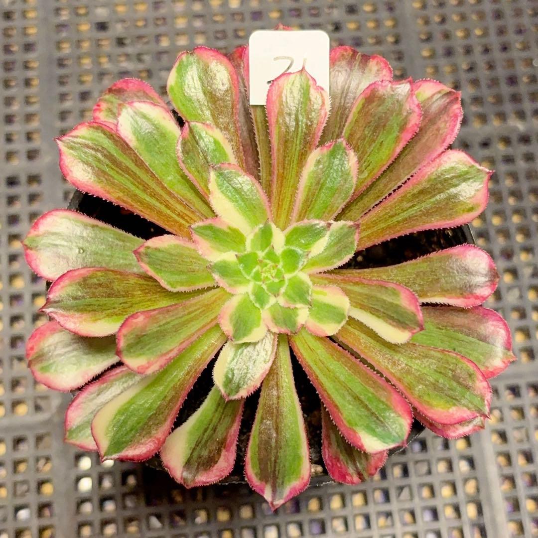 21#多肉植物アエオニウム錦❤️銅花順錦❤️1大頭10cm拔き苗 - メルカリ