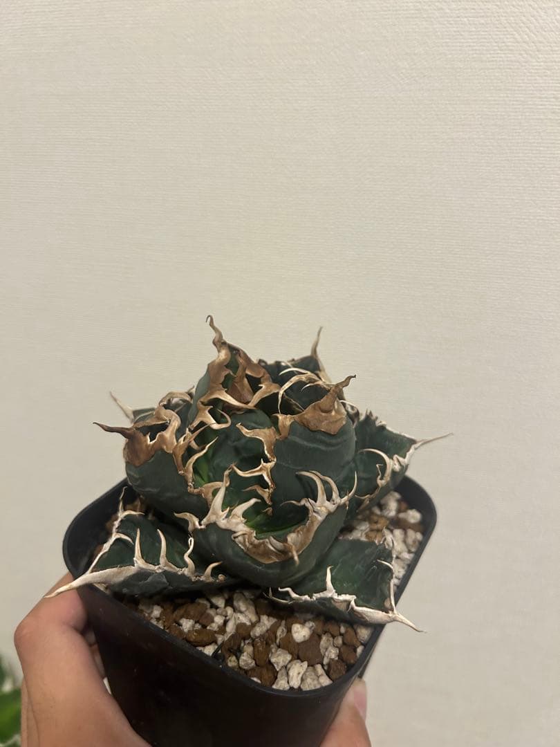アガベ　チタノタ　悪魔　OC アガベ チタノタ 悪魔くん【発根管理中】TC株 Agave titanota 多肉植物