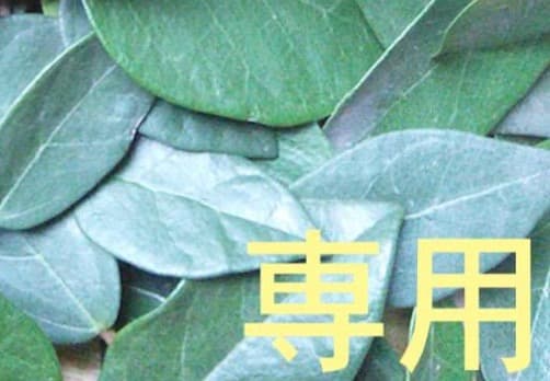 １日11時半迄 【リピート ぽぽっぽ】ドテラ My Cl 15ml CP 1日11時半迄 【リピート ぽぽっぽ】ドテラ My Cl 15ml CP 1日11時半迄