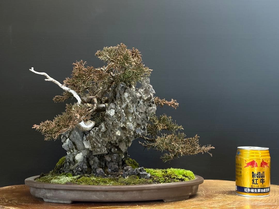 M*O様 [サービスオークション盆栽]真柏/石添え 石付き真柏 |盆栽妙 – 盆栽妙 本店