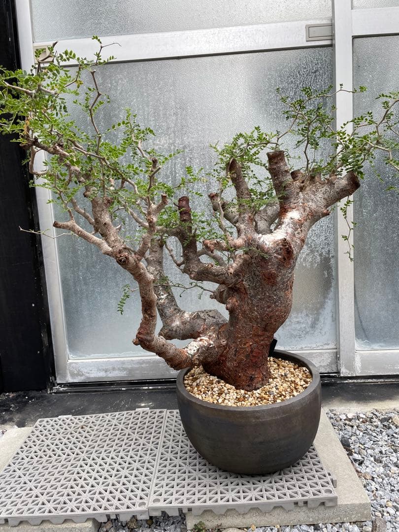 特大 極太 大株 灌木系 塊根植物コミフォラ モンストローサ