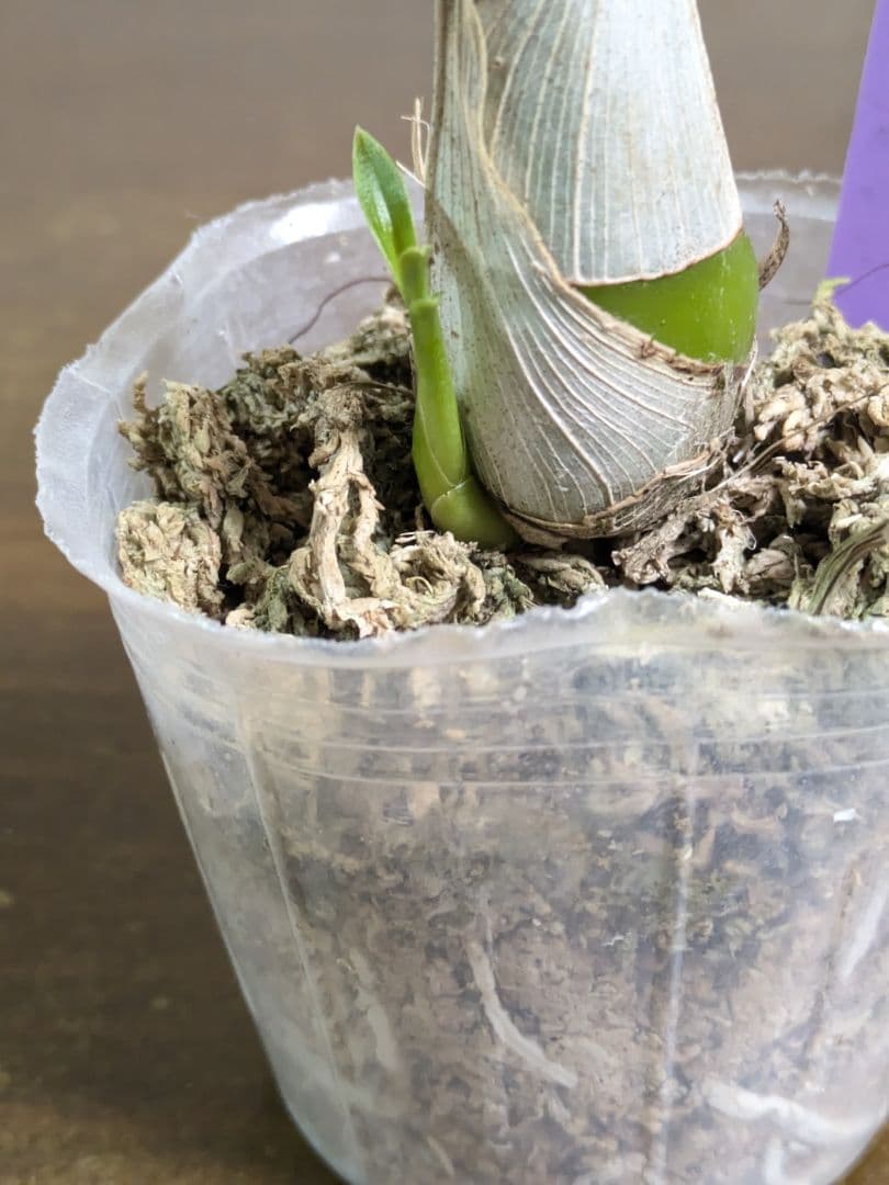 紫 Clowesetum Penang Waltz 洋ラン 洋蘭 タケノコ蘭 - メルカリ