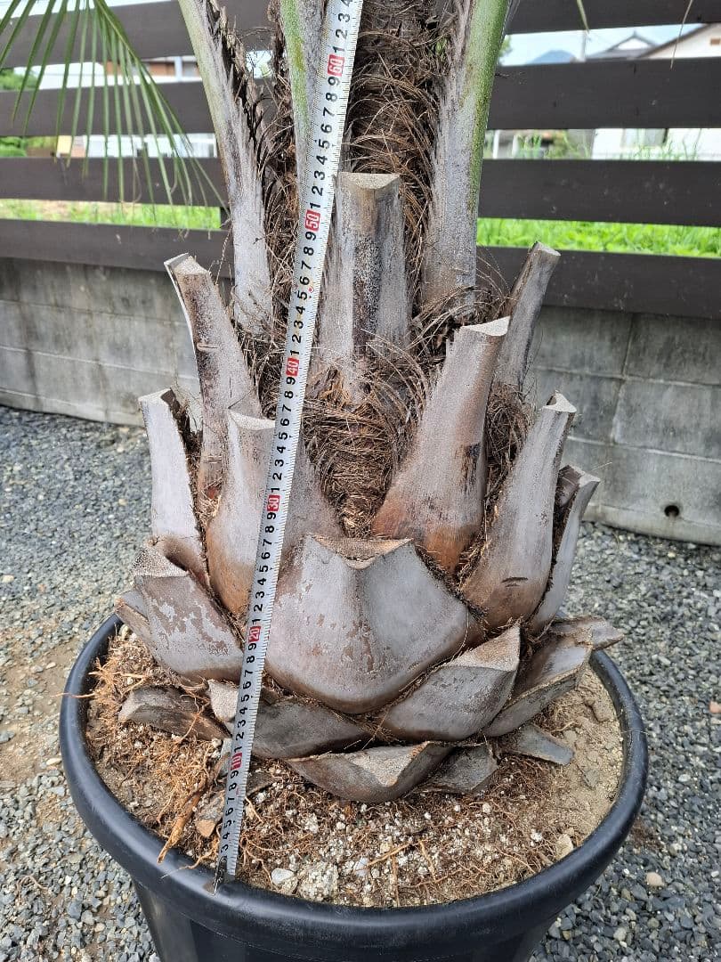 特価！ 軒太！ ココスヤシ 高さ2m30位 幅3m位の通販はau PAY