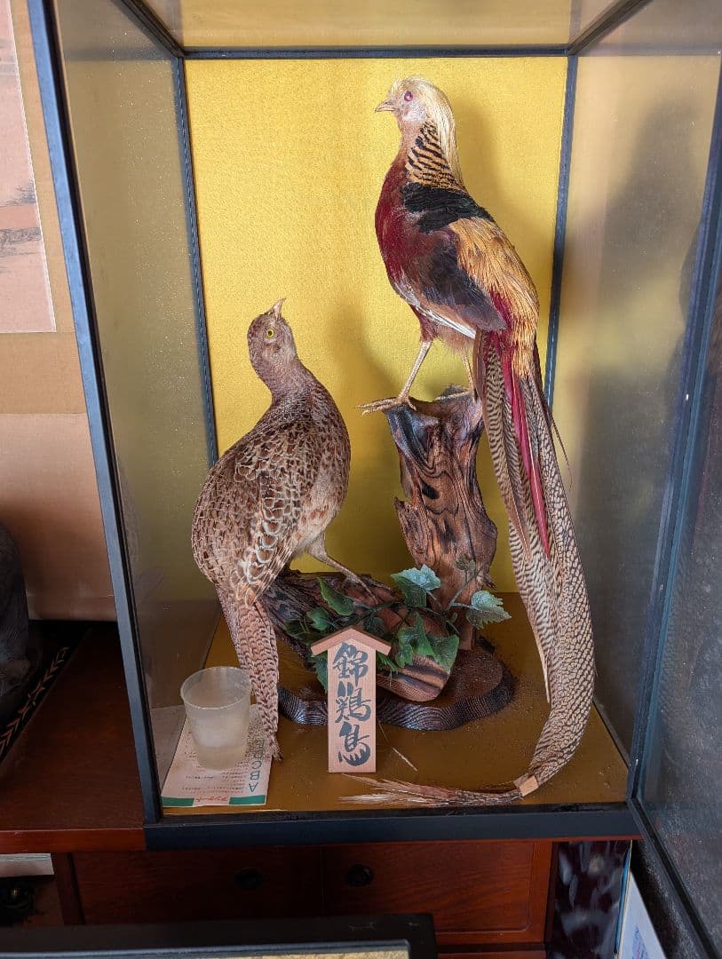錦鶏鳥 ガラスケース付き 大型鳥かご 両面クリアタイプ 金網窓 鳥小屋 鳥カゴ 鳥 ゲージ ケージ