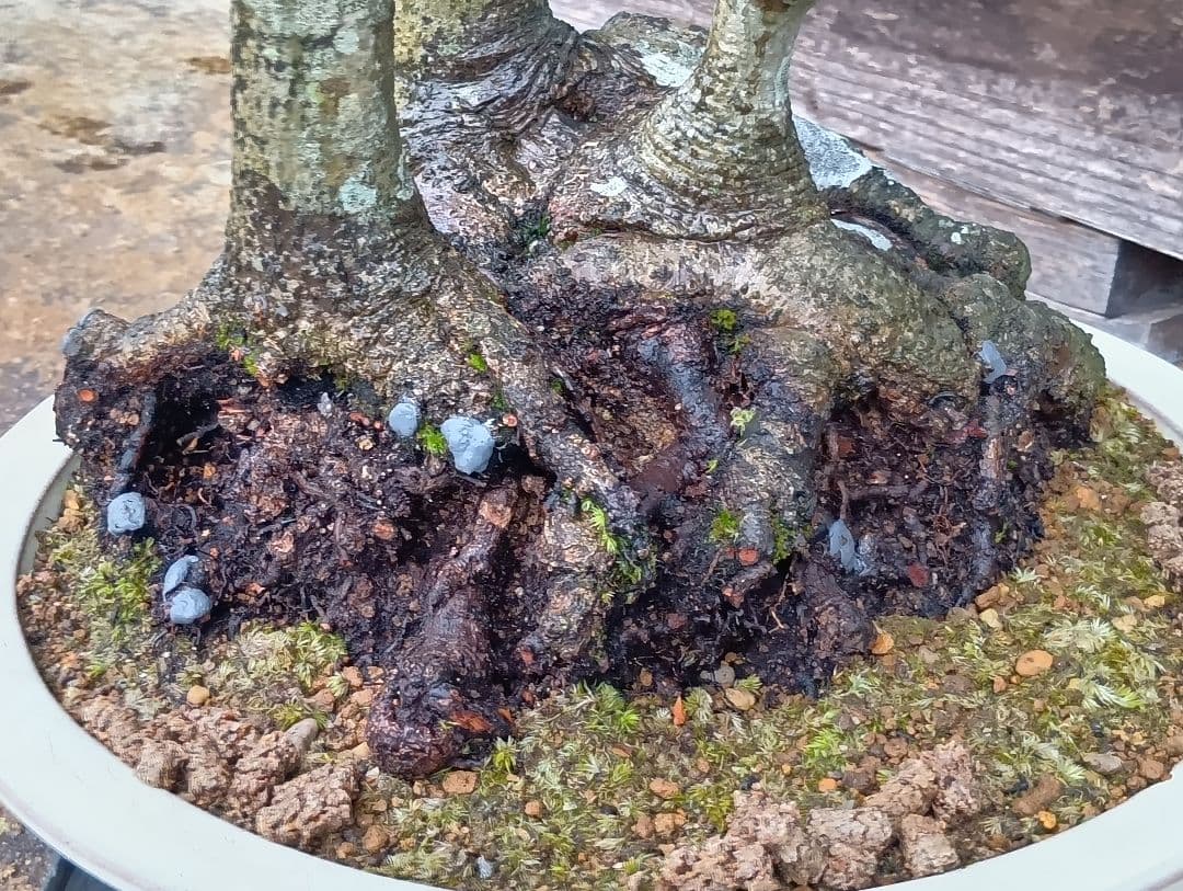 ブナ盆栽枯木 ‼️新年半額セール‼️ 37000円 - メルカリ