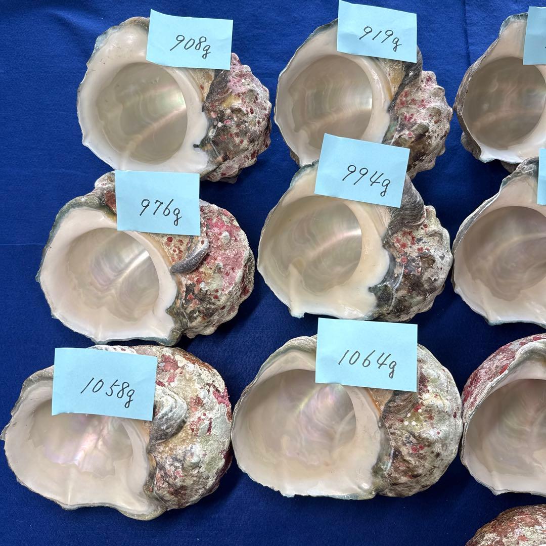 夜光貝 ヤコウ貝 まとめ売り 16個 16、2kg アクセサリー ルアー - メルカリ