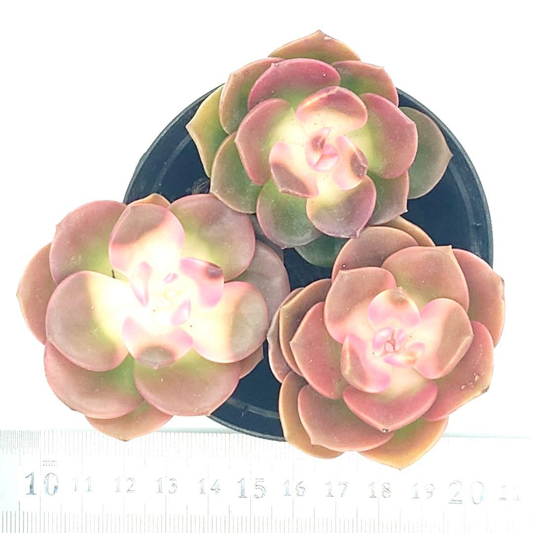 チョコレート錦 3苗 多肉植物 寄せ植えセット C08 抜き苗 韓国苗