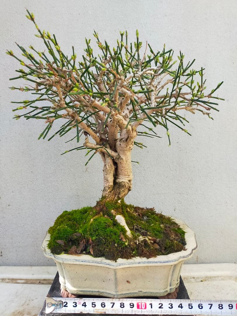ミニ盆栽。黄梅ミニ盆栽です。 2024.2.8 