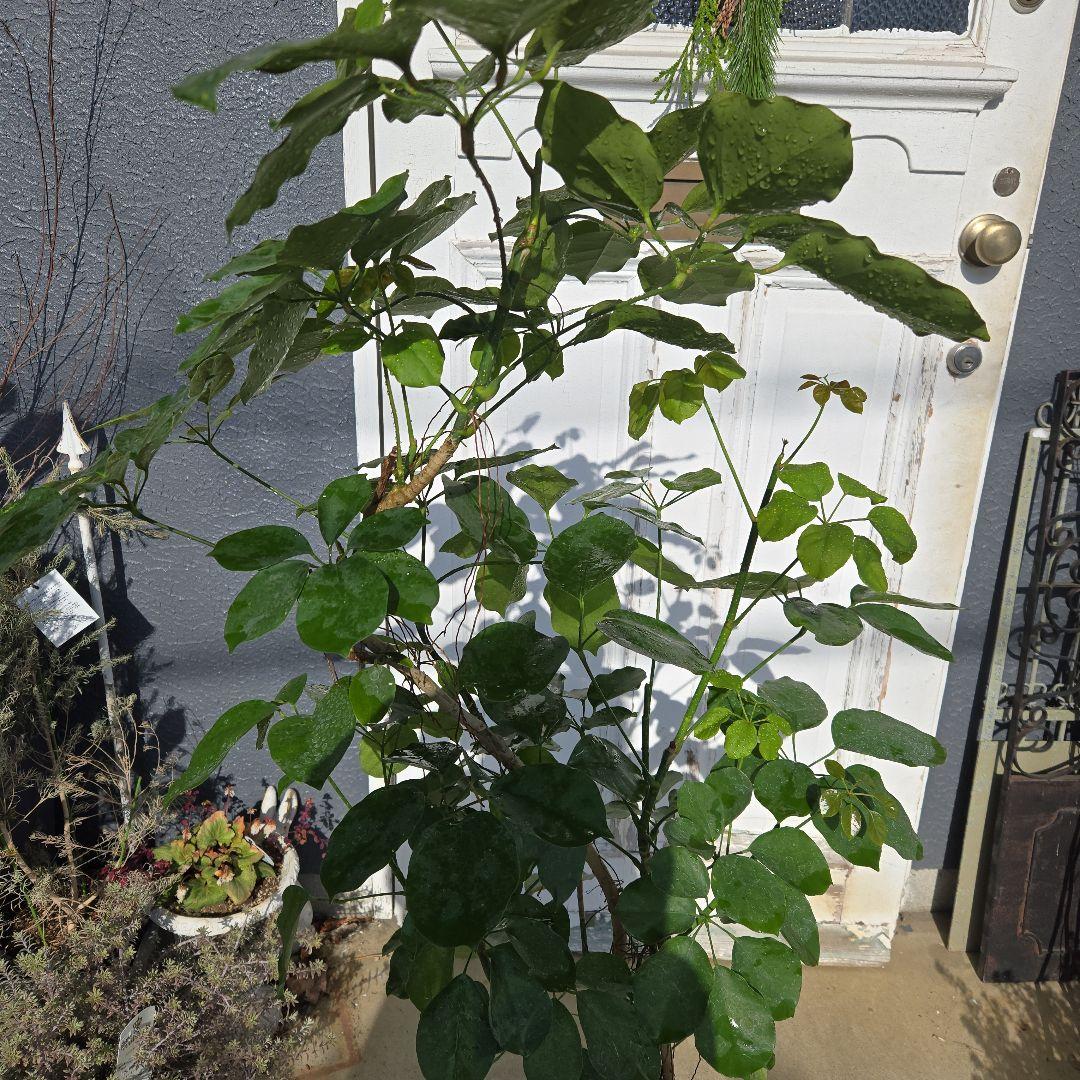 ④ シェフレラ マルコ曲がり仕立て 8号 特大苗木最高等級極上品‼️