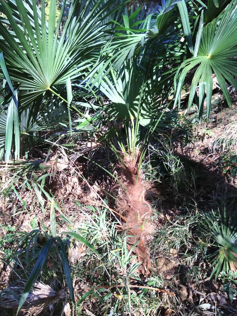 シュロの木、棕櫚の木、1本（選択可能）、庭木、ガーデニング、自己