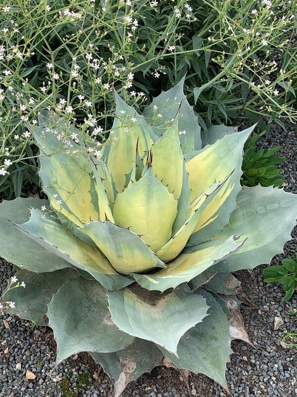 S*N様 アガベ オバティフォリア アウェイクニングエンジェル - メルカリ