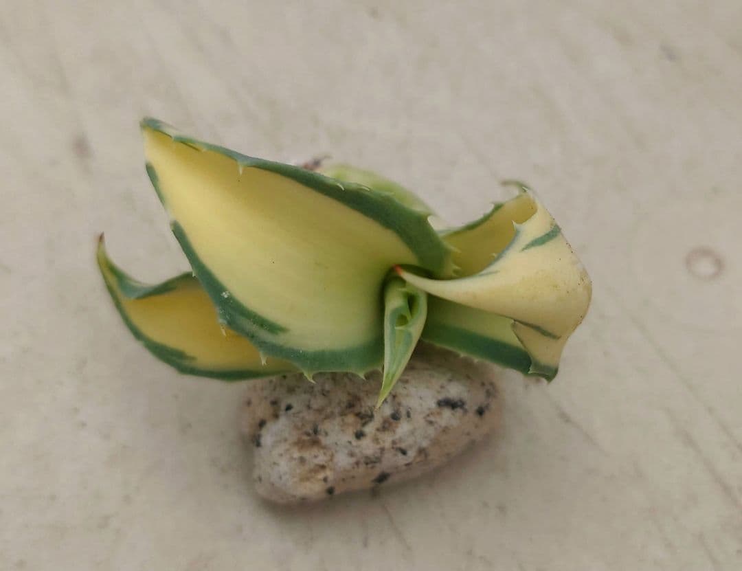 S*N様 アガベ オバティフォリア アウェイクニングエンジェル - メルカリ